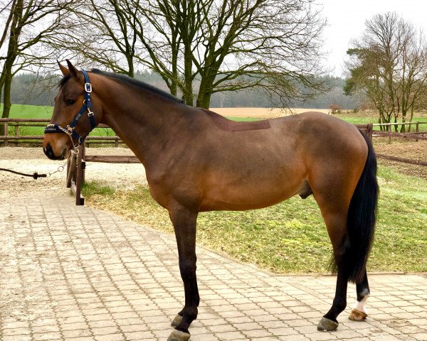 jumper Ciao Cornetto (Oldenburg show jumper, 2015, from Cornet Obolensky)