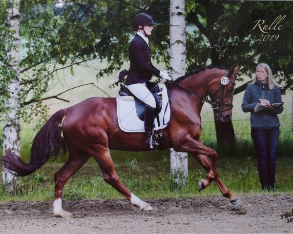 Dressurpferd Del Estonia (Deutsches Reitpony, 2015, von Del Estero NRW)