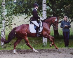 dressage horse Del Estonia (German Riding Pony, 2015, from Del Estero NRW)