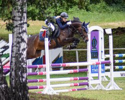 jumper Princes van de Wachemshoeve (Belgian Riding Pony, 2011, from Berkzicht Jekilja)