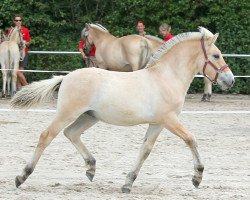 horse Rantanplan (Fjord Horse, 2019, from Reidar van den Bosdries)