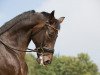 dressage horse Spirit of Sandro Hit (Oldenburg, 2002, from Sandro Hit)