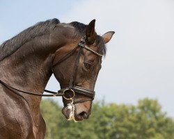 dressage horse Spirit of Sandro Hit (Oldenburg, 2002, from Sandro Hit)