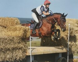 broodmare Tiffany GE (German Warmblood, 2006, from Chacco-Blue)