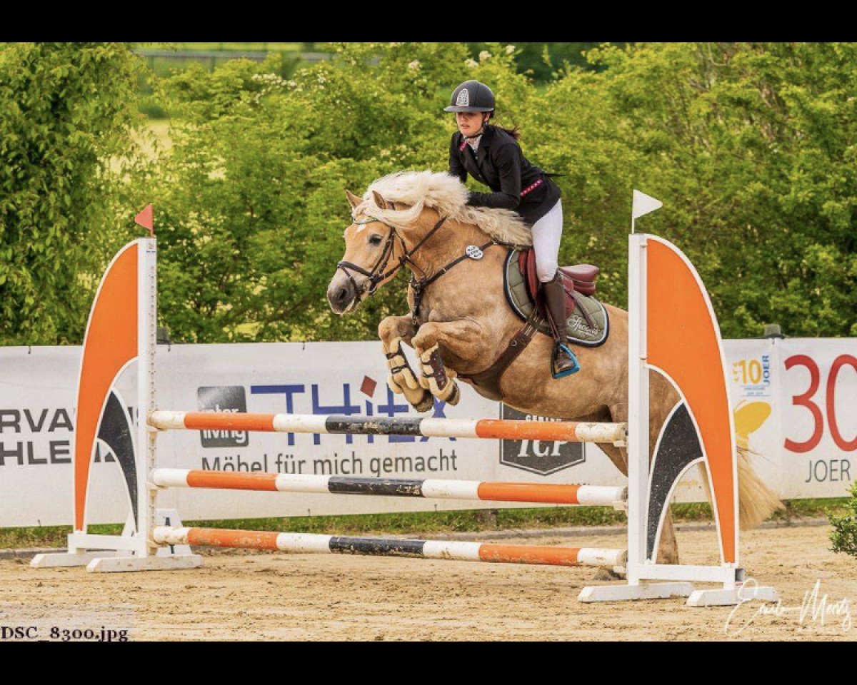 jumper Alejandro vum Hesperschlass (Haflinger, 2011)