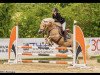 jumper Alejandro vum Hesperschlass (Haflinger, 2011)