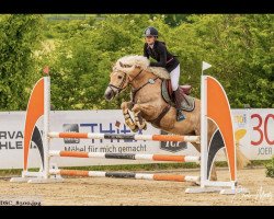 Springpferd Alejandro vum Hesperschlass (Haflinger, 2011)