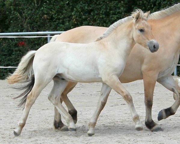 horse Noel (Fjord Horse, 2019, from Njord Halsnæs)