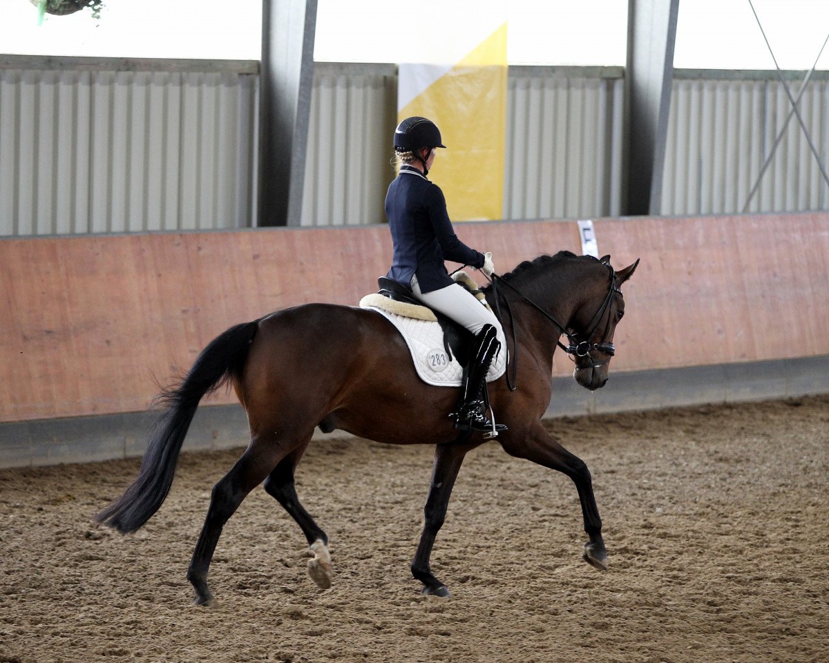 dressage horse Dalwhinnie H (Oldenburg, 2014, from Dancing Dynamite)