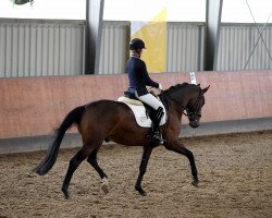 dressage horse Dalwhinnie H (Oldenburg, 2014, from Dancing Dynamite)