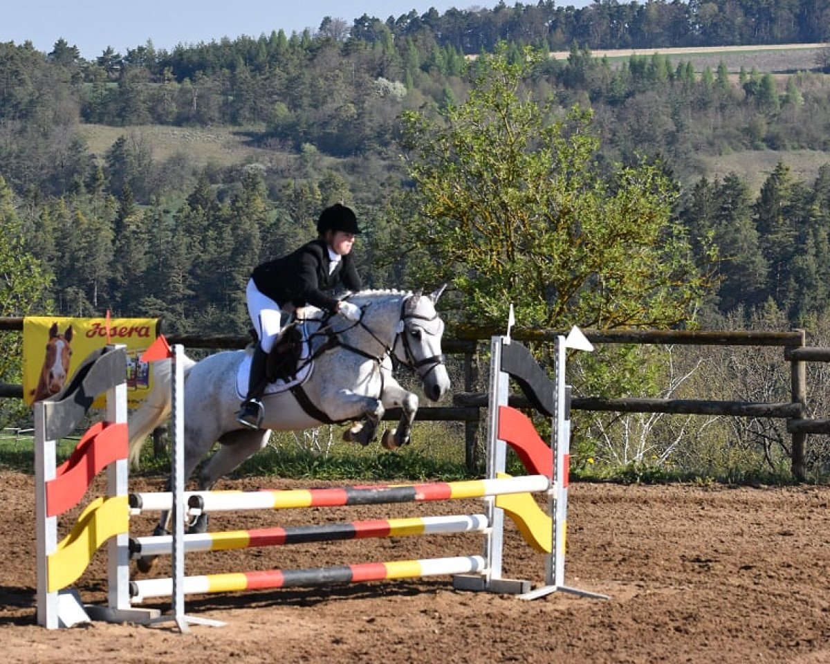 Springpferd My Fair Lady 99 (unbekannt, 2007)