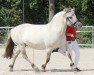 broodmare Gelona (Fjord Horse, 2009, from Orkus)