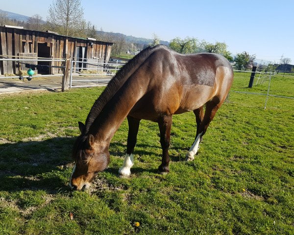 dressage horse Nesquik VI CH (Freiberger, 2006, from Nasch du Peupé)