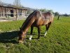 dressage horse Nesquik VI CH (Freiberger, 2006, from Nasch du Peupé)