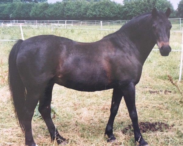 Zuchtstute Dorle (Deutsches Reitpony, 1990, von Hemelrijk's Amber)