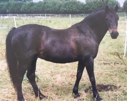 broodmare Dorle (German Riding Pony, 1990, from Hemelrijk's Amber)