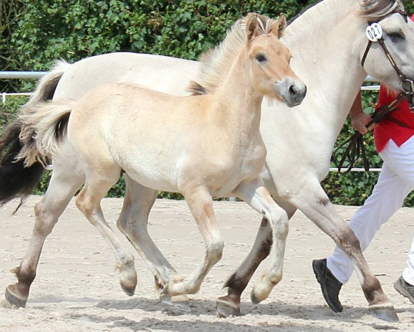 horse Vjell (Fjord Horse, 2019, from Vacceur)