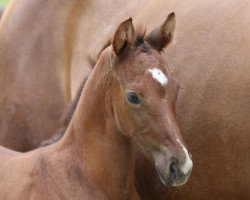 Springpferd HF COLESTUS x PILOT (Westfale, 2019, von Colestus)