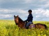 dressage horse Veyja HWK (Arab half breed / Partbred, 2010, from Seven seas of love)