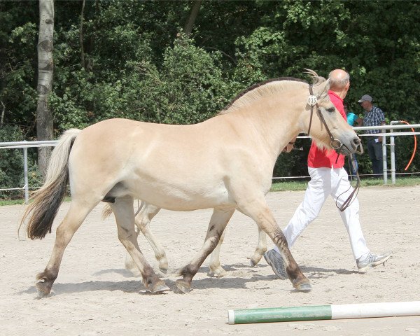 Zuchtstute Nelke (Fjordpferd, 2007, von Robin)