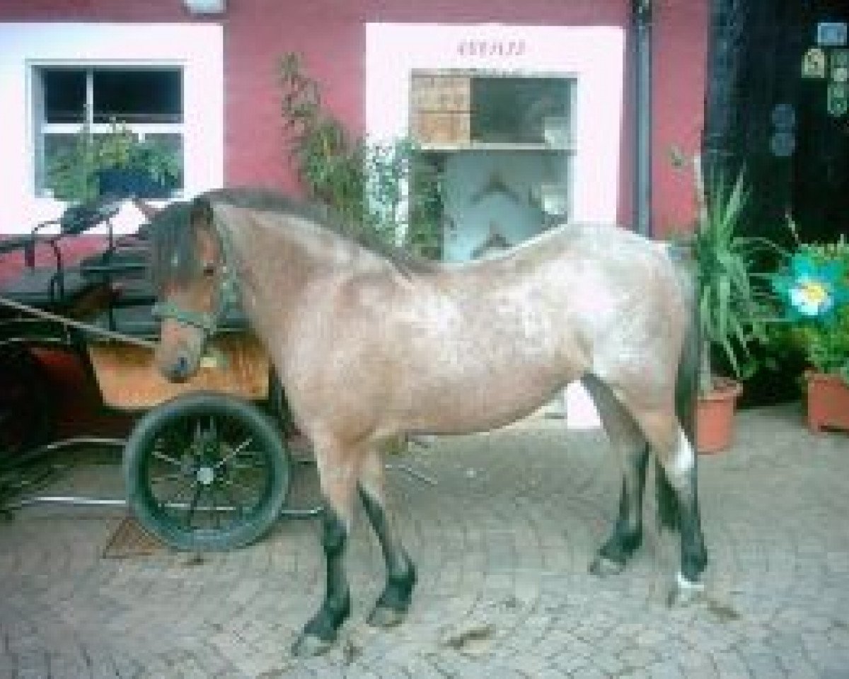 Zuchtstute Bergischland Fila (Rheinländer, 1998, von Falco)