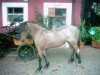 broodmare Bergischland Fila (Rhinelander, 1998, from Falco)