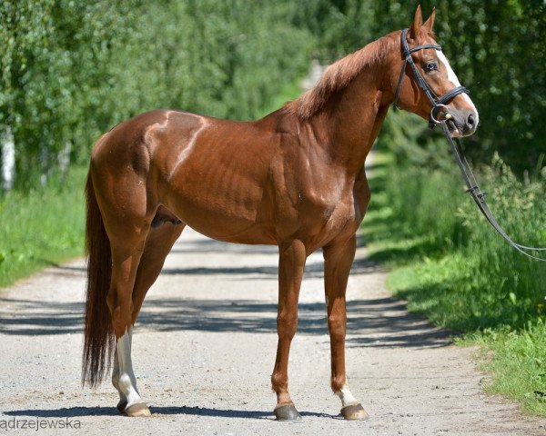 Pferd Wigor (Polnisches Warmblut, 2016, von Bankiet)