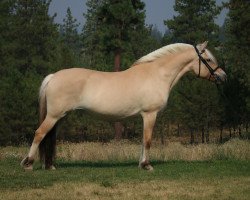 broodmare OFI Greta (Fjord Horse, 2010, from Bluebird Lane Griffon)