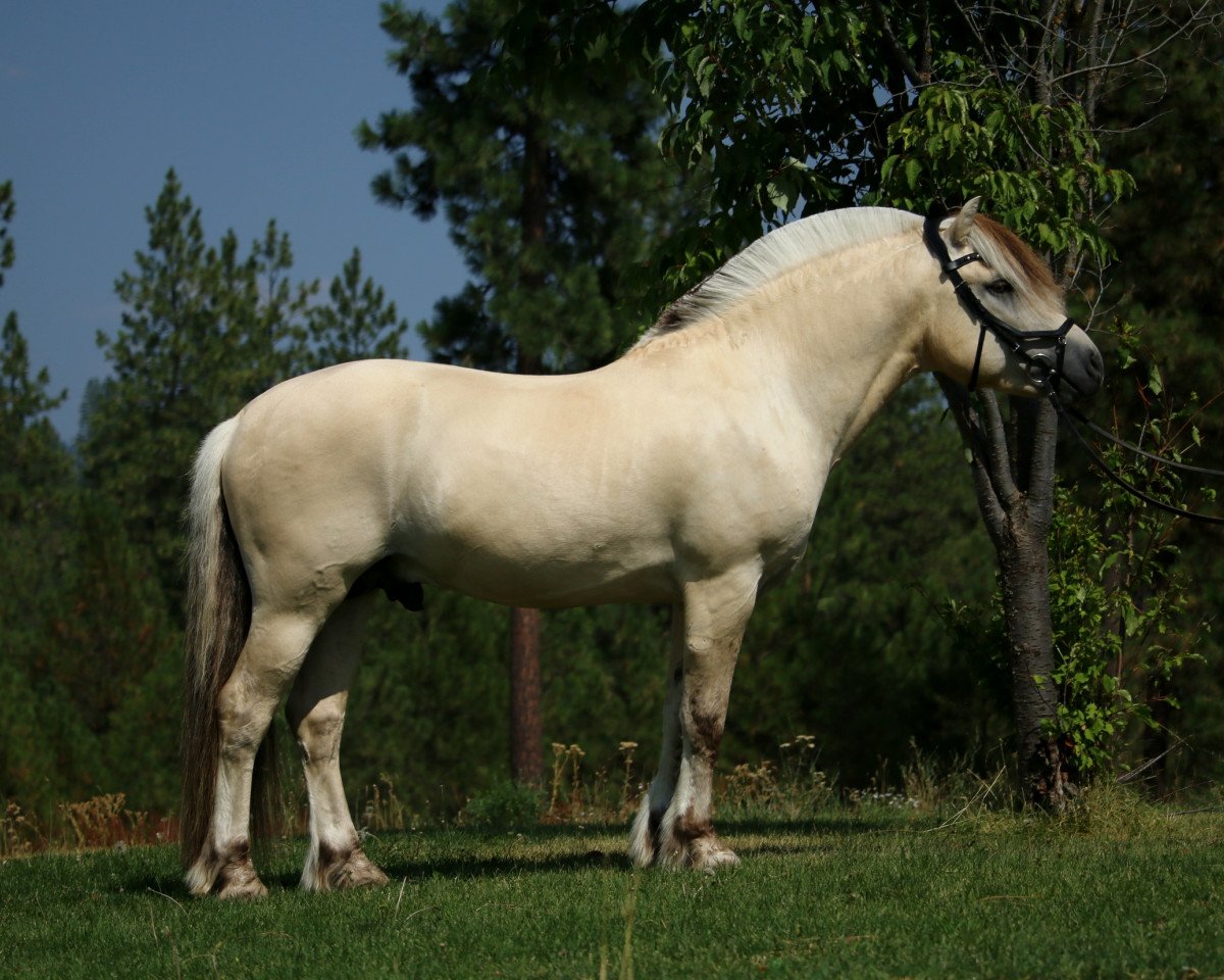 stallion OFI Siljar (Fjord Horse, 2013, from Skogheims Viljar)