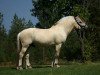 stallion OFI Siljar (Fjord Horse, 2013, from Skogheims Viljar)