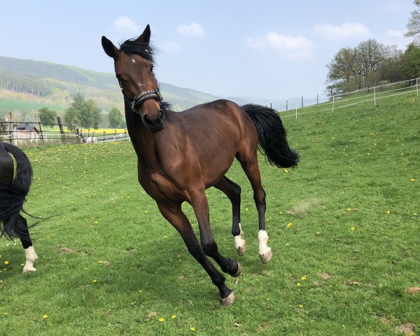 dressage horse Don Diamonds Girl (Hanoverian, 2016, from Don Diamond)