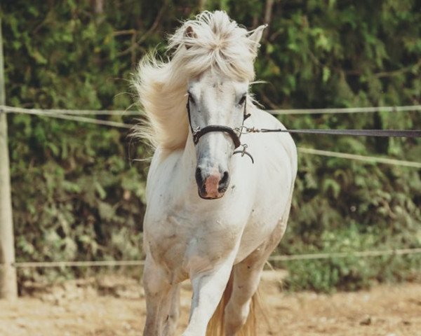 Pferd Fafnir vom Schanzenhof (Islandpferd, 2007, von Fjölnir vom Odinshof)