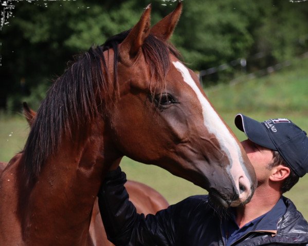 dressage horse Bonicio La Rubin (German Sport Horse, 2017, from Bonds)