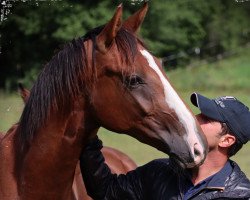 dressage horse Bonicio La Rubin (German Sport Horse, 2017, from Bonds)