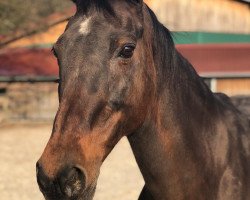 broodmare Juanita (Bavarian, 1999, from Asih)