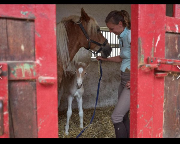 broodmare Vienna (1,17% ox) (Edelbluthaflinger, 2018, from No Mercy (2,34% ox))