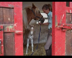 broodmare Vienna (1,17% ox) (Edelbluthaflinger, 2018, from No Mercy (2,34% ox))