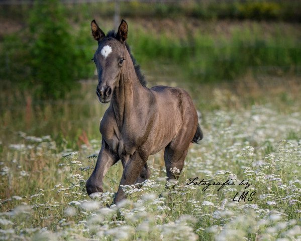 Dressurpferd Bernaby La Rubin (Deutsches Reitpferd, 2019, von Bernay)