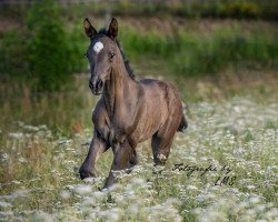 dressage horse Bernaby La Rubin (German Warmblood, 2019, from Bernay)