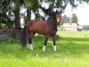 dressage horse Franzius (Westphalian, 2012, from Franziskus FRH)