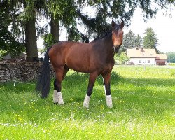 dressage horse Franzius (Westphalian, 2012, from Franziskus FRH)