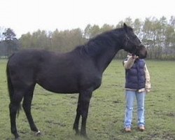 broodmare Silpara xx (Thoroughbred, 1997, from Monsun xx)