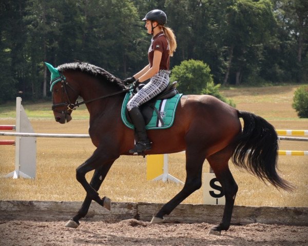 Dressurpferd Ruvero (Deutsches Sportpferd, 2015, von Rivero II)