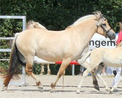 broodmare Hea Frølunde (Fjord Horse, 2014, from Dons Frølunde)