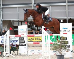 Springpferd Vigo des Brieres (Selle Français, 2009, von L'Arc de Triomphe)