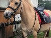 dressage horse Fenja (Fjord Horse, 2006)