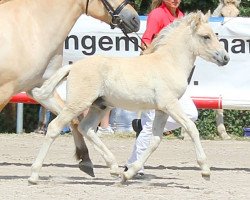 Pferd Samson (Fjordpferd, 2019, von Fjelltuvas Søljar)