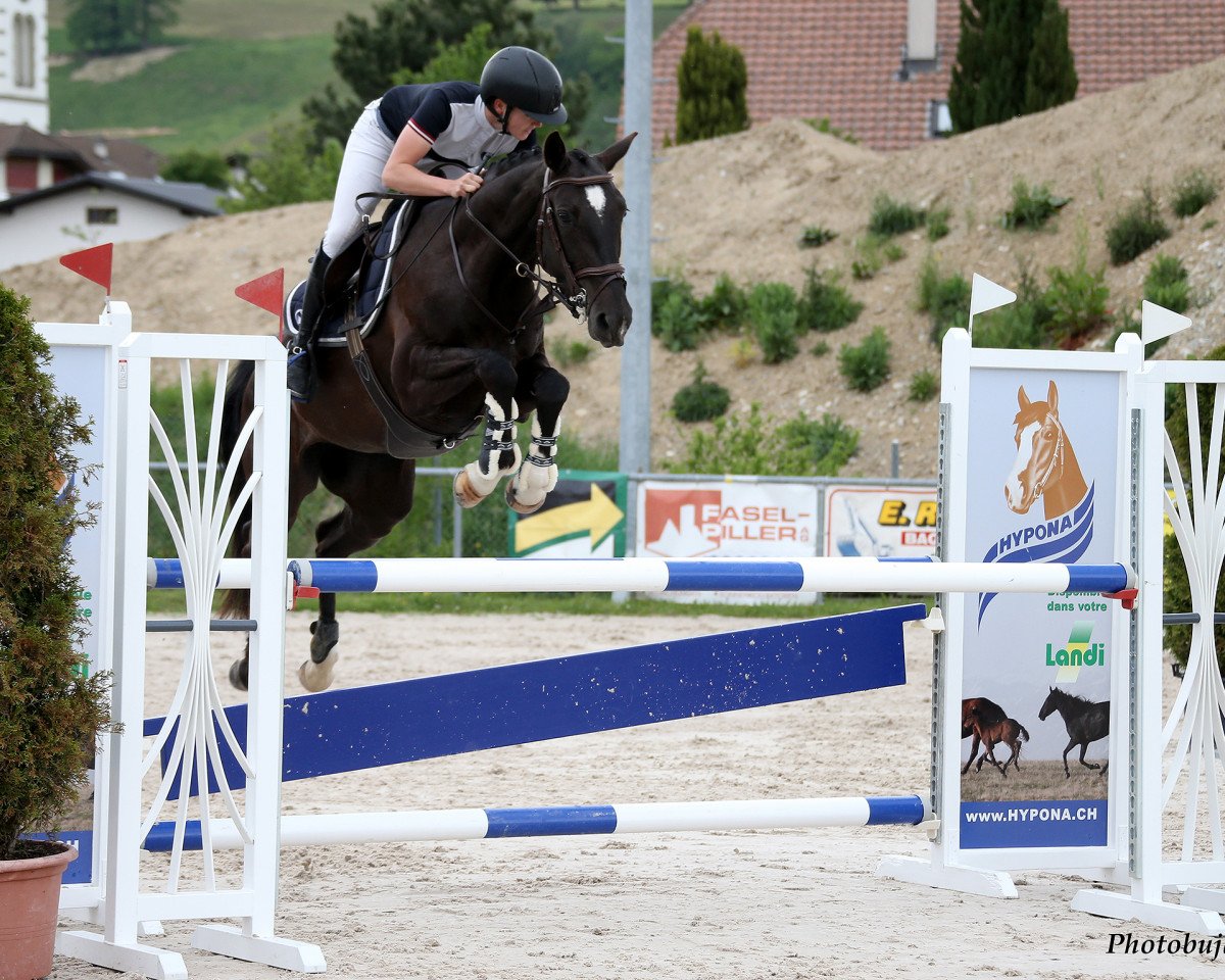 jumper Riana du Courtils CH (Swiss Warmblood, 2012, from JPC Rexito Z)