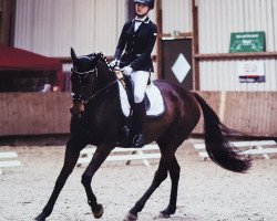 dressage horse Soleil 52 (Hanoverian, 2013, from Spörcken)