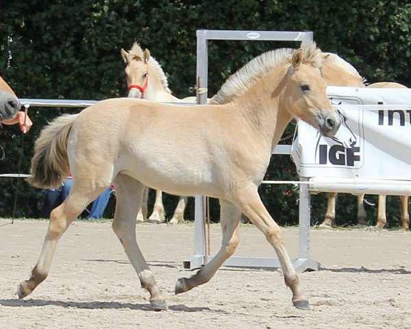 broodmare Rinea H (Fjord Horse, 2019, from Harvard)